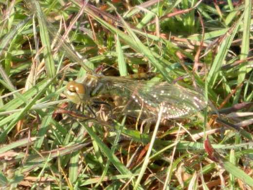 Dragonfly