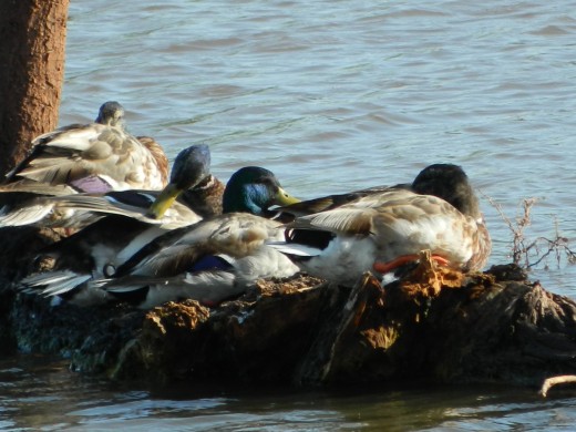Mallard Drakes
