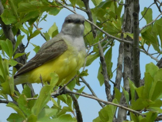 Western Kingbird