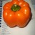 Pretty orange bell pepper sitting on old recipe book.