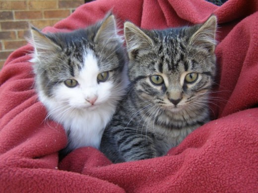 Your pet's birthday will remind you of how little it was when you first brought it home.