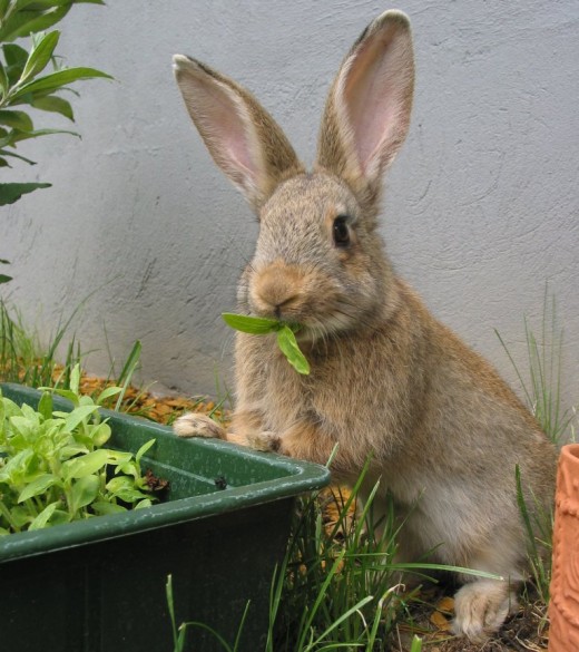 Isn't this leaf munching rabbit the cutest ever?