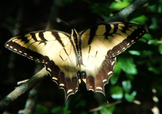 Watch the butterflies.