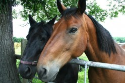 Horse Idioms and Proverbs (and Their Possible Origins)
