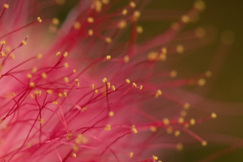 Mimosa Trees: Beautiful, Exotic, Aromatic -- and Threatening? Mimosa Trees: Beautiful, Exotic, Aromatic -- and Threatening?