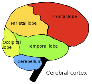 Four lobes