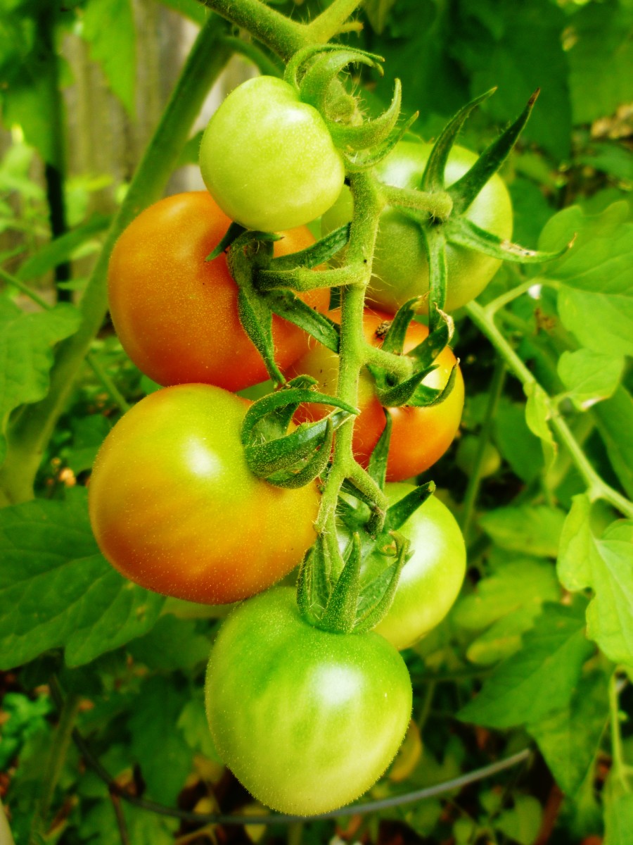 Our Cherry Tomatoes