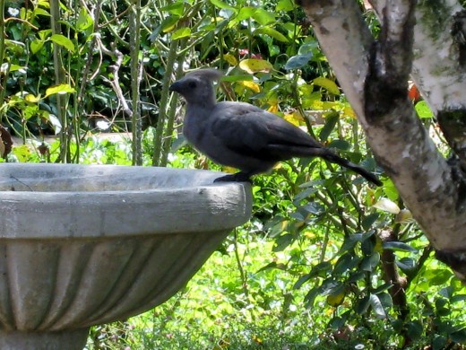 Grey Loerie stops to drink at birdbath at my parents' retirement village