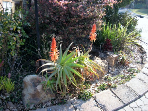 Aloes in May at my parents' retirement village
