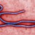 One of the deadliest viruses on Earth - the Ebola Virus. Colourised, taken with a Transmission Electron Microscope. One of the deadliest viruses on Earth - the Ebola Virus. Colourised, taken with a Transmission Electron Microscope.