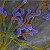 This scanning electron micrograph shows some of the complexity of multicellular fungi. The long strands (hyphae) seek out food and hold up the conidia (purple) which release spores for reproductive dispersal. This scanning electron micrograph shows some of the complexity of multicellular fungi. The long strands (hyphae) seek out food and hold up the conidia (purple) which release spores for reproductive dispersal.