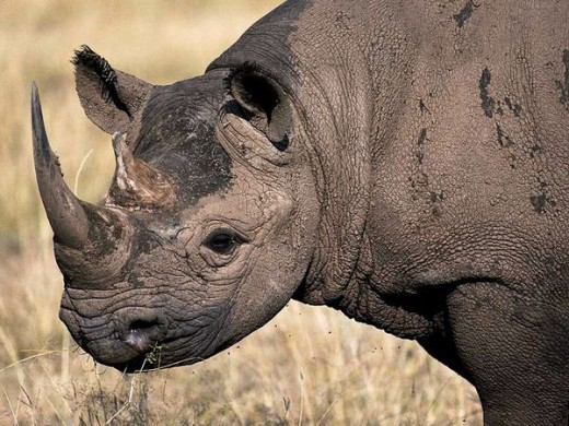  The endangered Black Rhinoceros has long been hunted for its horns.