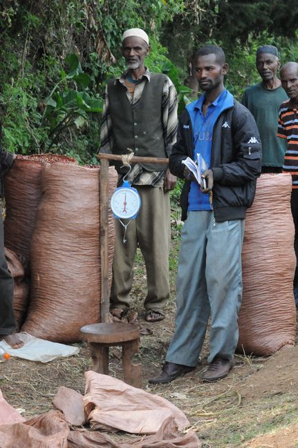 ethiopian coffee farmers