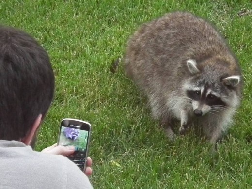 Up Close and Personal with a cute raccoon