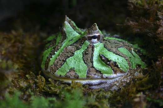 The Argentinian horned frog C. ornata