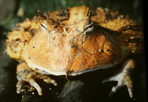 Surinam honred toad, C. cornuta