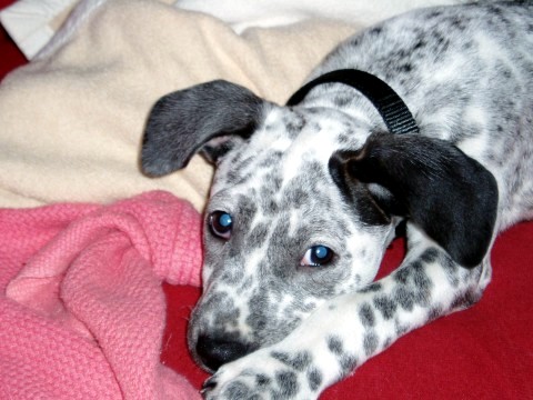 Iris, An Adoption Success Story