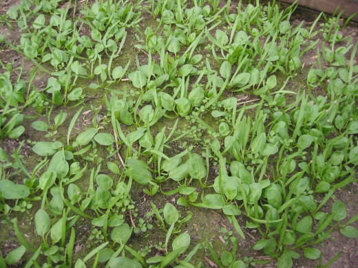 Baby Spinach