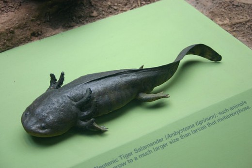Neotenic tiger salamander, larval form.
