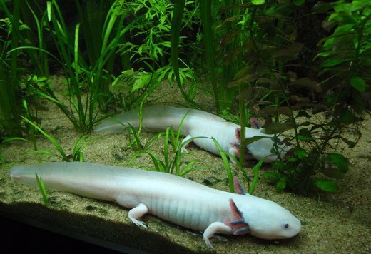 Albino axolotl at Vancouver aquarium