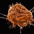 biopara scabies mite biopara scabies mite
