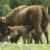 Bison with their young.