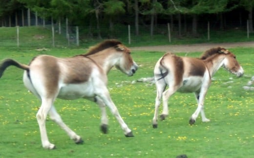 Przewalski's horses
