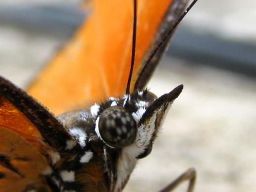 Butterfly - check out the eyes!