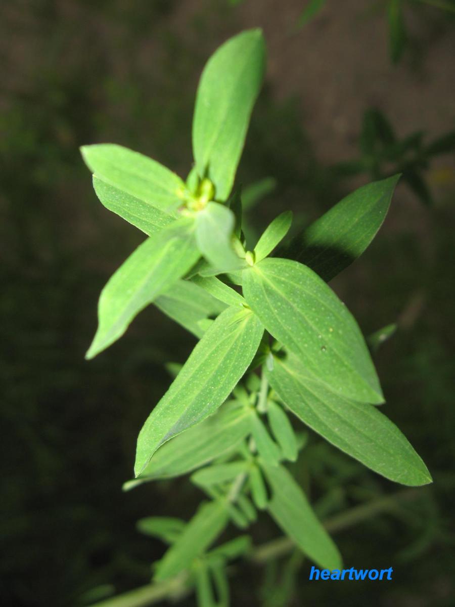 Backyard Herbalism: Common senses when using herbs