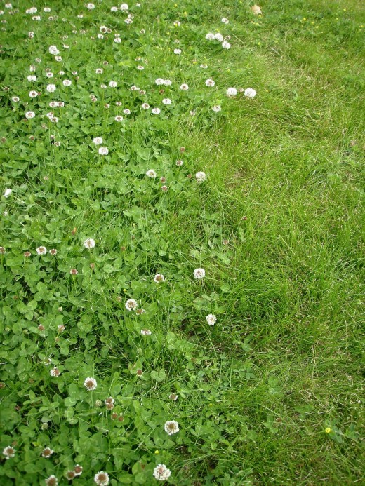 Clover colonizing lawn.  I am working on reducing the grassy areas in my yard and replacing them with beds of native grasses and plants, vegetables, and low-maintenance ground covers.