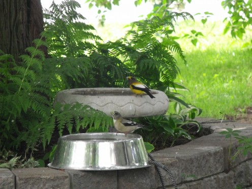 These evening grosbeaks are enjoying a sip of water in my bird baths. 