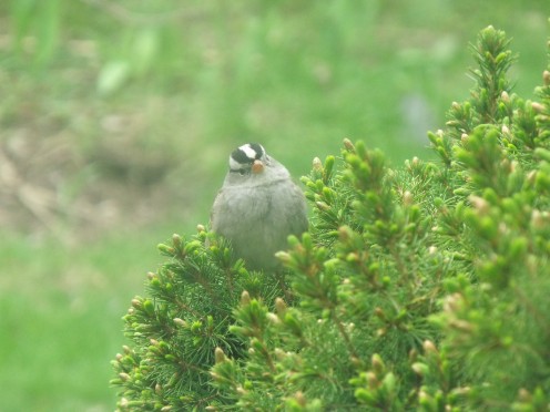 This little sparrow was more interested in watching me.