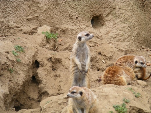 Meercats from the San Diego Zoo.
