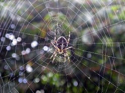 Spiders and their sticky webs