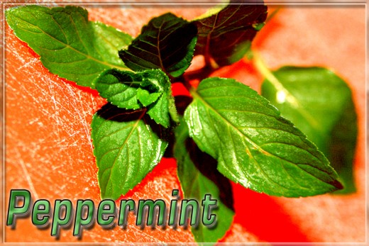 Peppermint goes fantastic with chocolate!