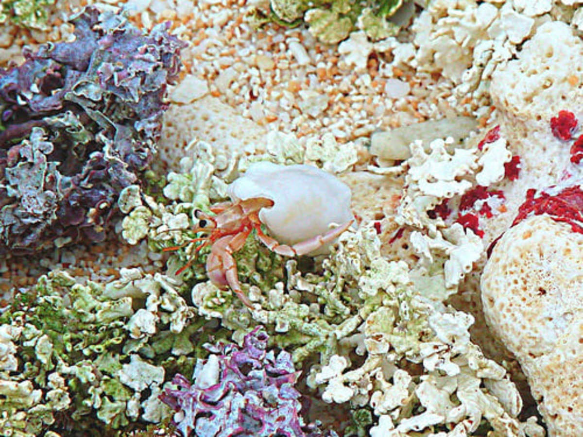 A hermit crab on Guam near the wildlife refuge.