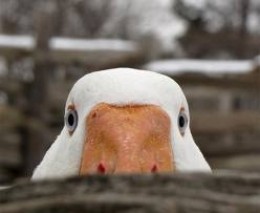 https://usercontent2.hubstatic.com/6742567_f260.jpg