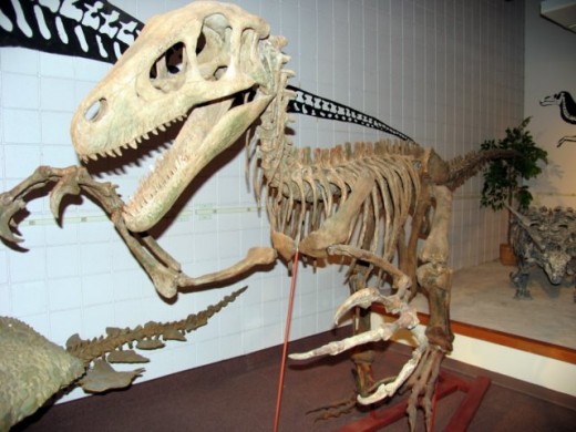 Raptor (Note ripping claw) College of Eastern Utah Prehistoric Museum 