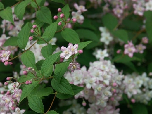 photo of deutzia