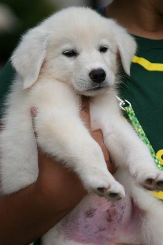 Liesl is just one of 21 puppies surrendered to Great Pyrenees Rescue Society. Three litters surrendered at the same time by the same person.