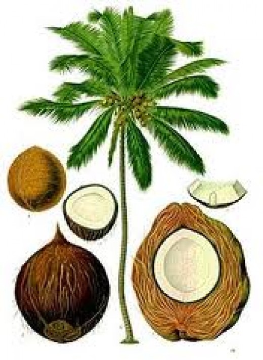 Uses Of Coconut Tree From Roots To Fruits HubPages