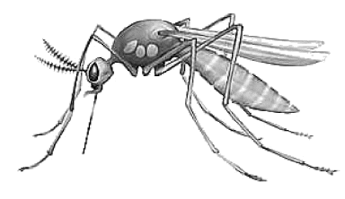does mosquitoes like peppermint