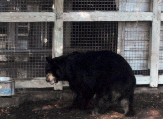Black Bear