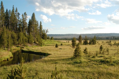 Fire Meadow, Yellowstone National Park
