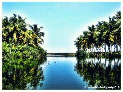 The beauty of the coconut groves and mangroves along the river