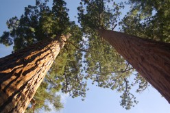 A Day Hike in Mariposa Grove in Yosemite National Park