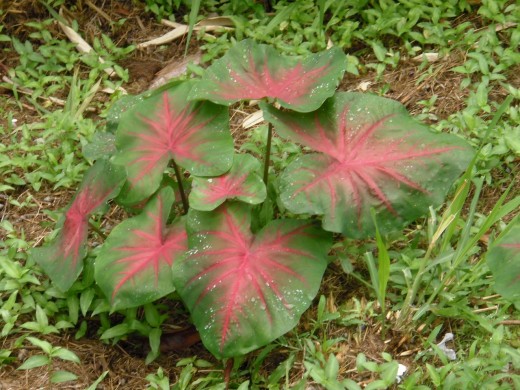 Caladiums with bright red and green leaves grow wild in the fertile soil of the tropical rain forest in the high country at the lip of the caldera.