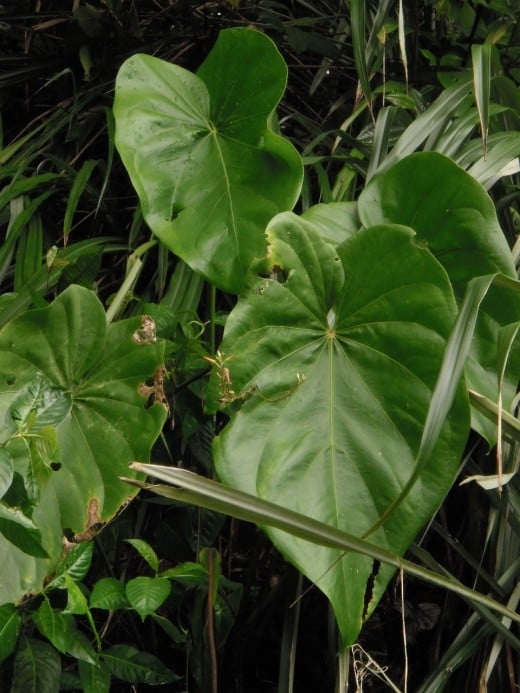 Tropical plants grow huge in the mineral-rich volcanic soil.