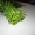 Raw Ong Choy - Water Spinach Raw Ong Choy - Water Spinach