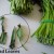 Ong Choy - Water Spinach Ong Choy - Water Spinach